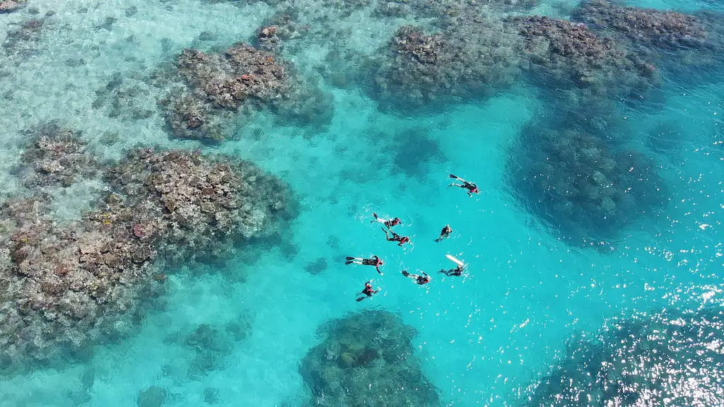 Outer Reef Guided Snorkelling from Port Douglas  - Maximum 12 people