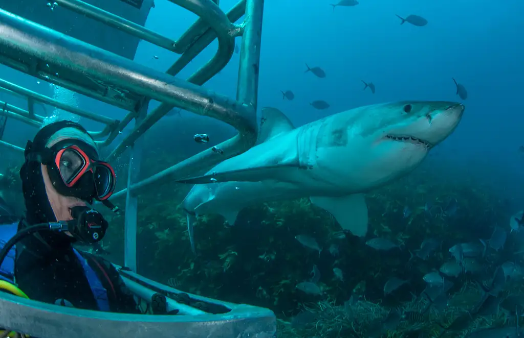 5 Day, 5 Night Great White Shark Cage Diving Tour