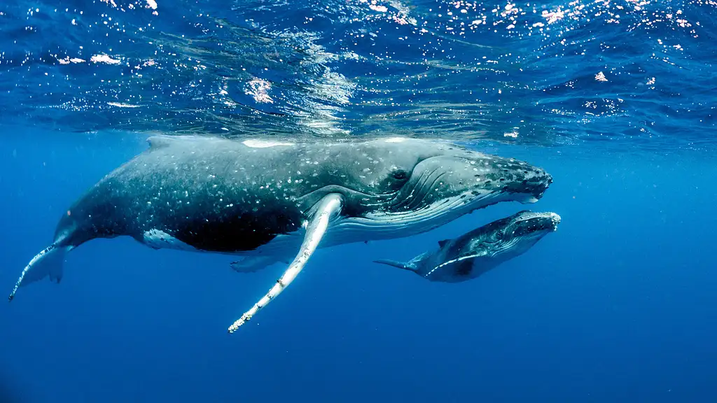 Dunsborough Whale Watching