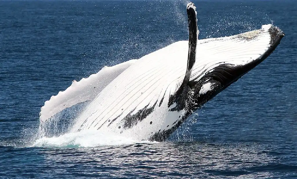 Brisbane Whale Watching Adventure | Departing Redcliffe