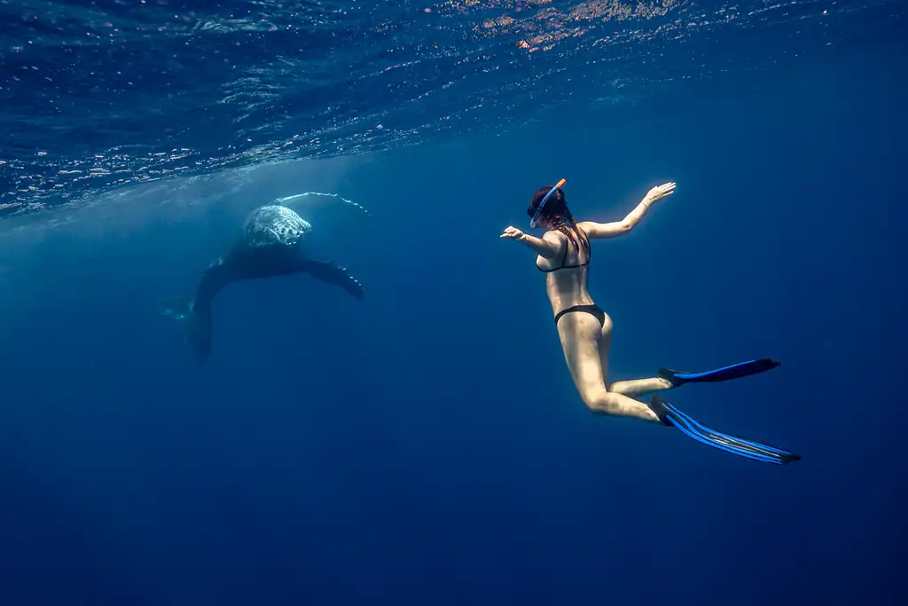 Swim with Whales Gold Coast