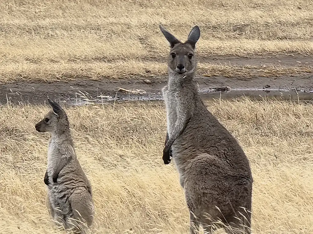 Port Lincoln Koala Sanctuary Half-day Tour