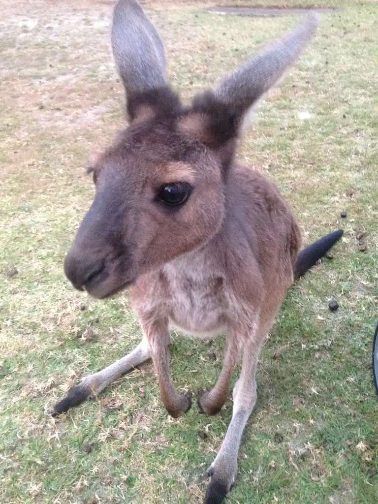 Coastal & Wildlife Eco Tour - Busselton