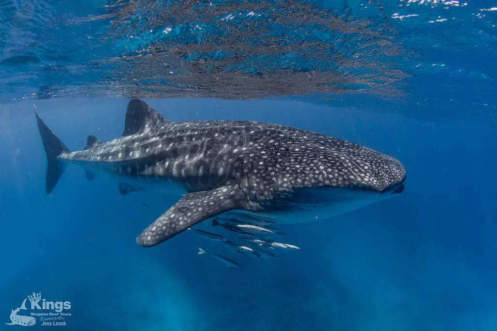 Whale Shark & Humpback Whale Eco Tour (Aug-Sept) | Departing Exmouth