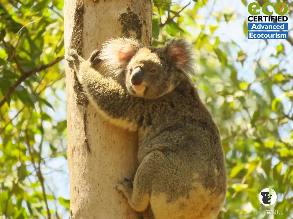 Byron Bay Koala-Spotting Eco Tour