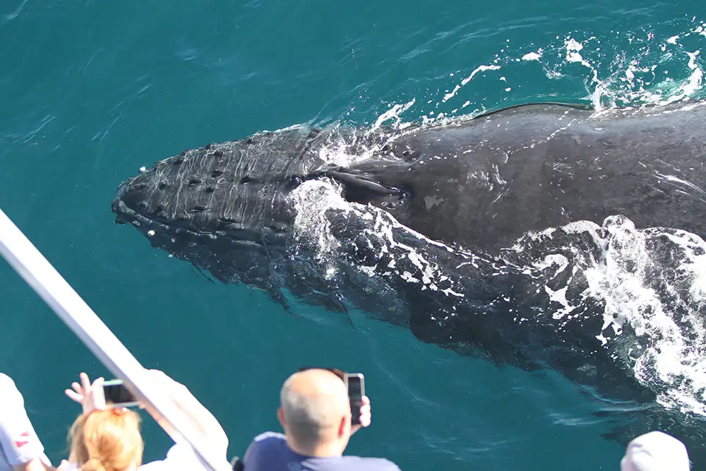 Whale Watching Gold Coast Tour