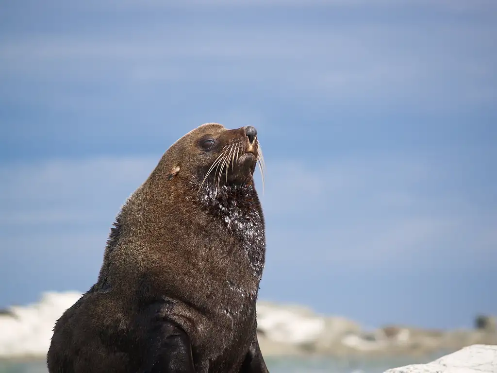 Kaikoura Guided Wildlife Kayak Tour