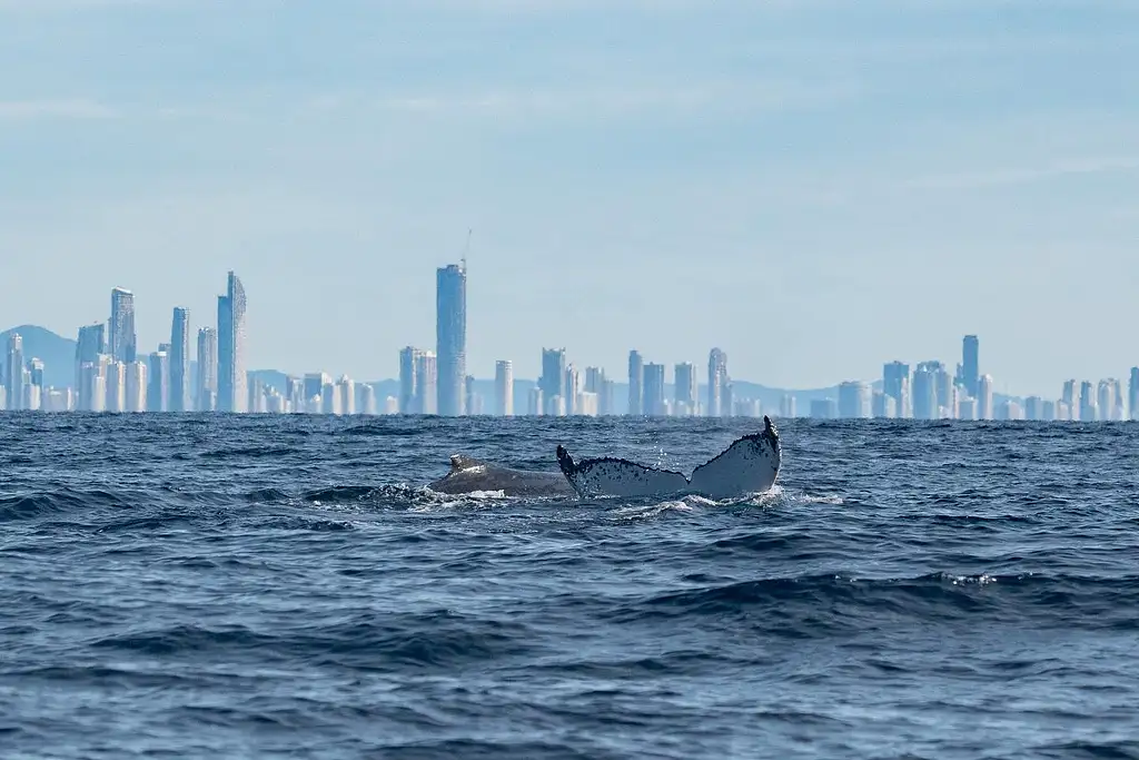 Swim with Whales | Gold Coast