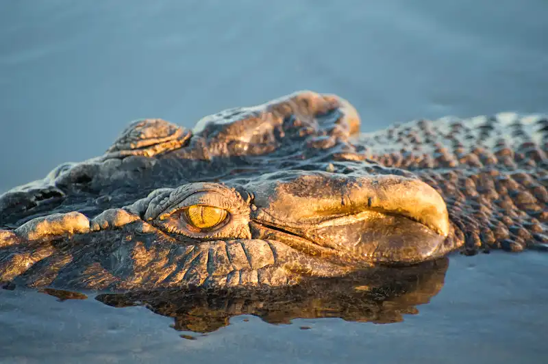 Jumping Crocodile Tour from Darwin