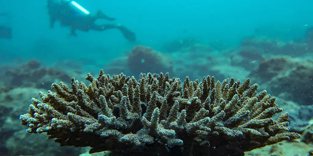 Mudjimba Island Double Dive