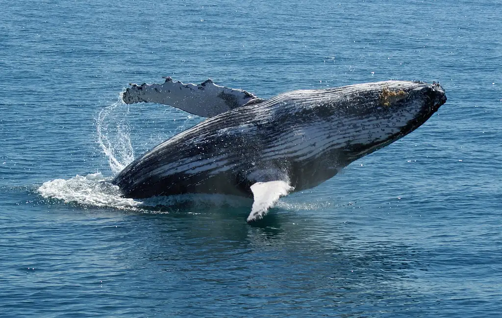 Premium Whale Watching Tour - Hervey Bay