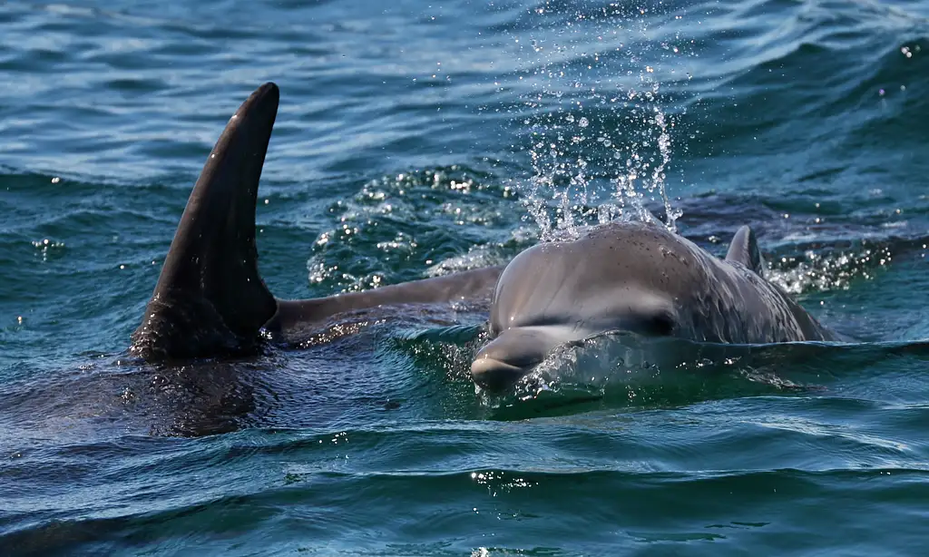 Jervis Bay Dolphin Cruise