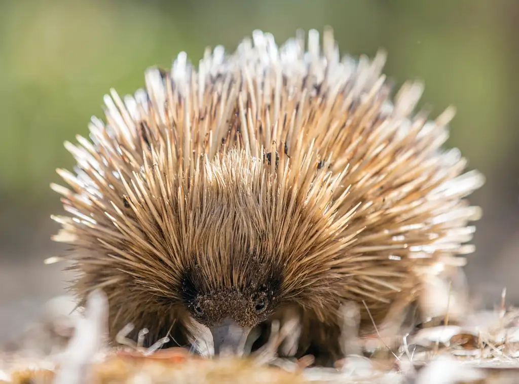 Cleland Wildlife Park Experience