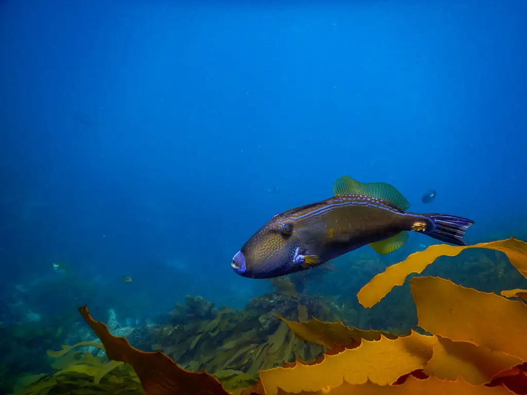 Great Reef Snorkel Tour - Swim with Dolphins and Seals