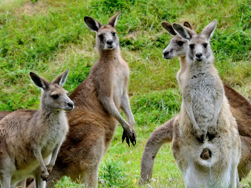 Phillip Island Wildlife & Brighton Beach Boxes Bus Tour