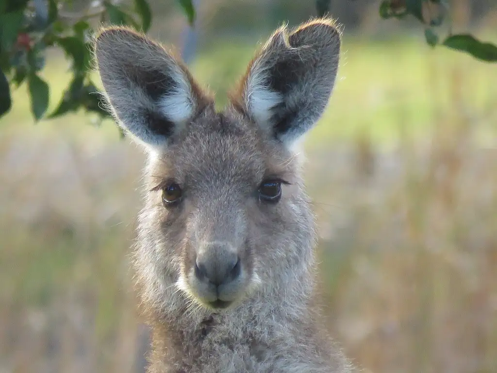 Byron Bay Wildlife Safari