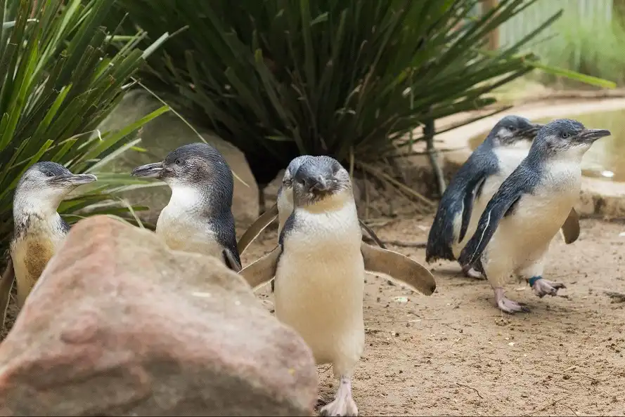 Puffing Billy And Phillip Island Penguin Parade Small Group Tour