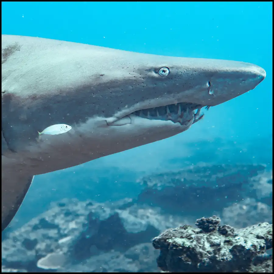 Grey Nurse Shark Reef Double Dive