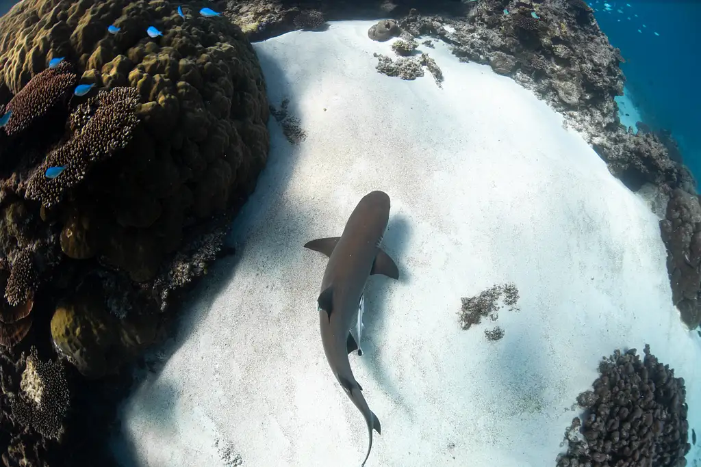 Ningaloo Reef Snorkelling and Wildlife Adventure Tour