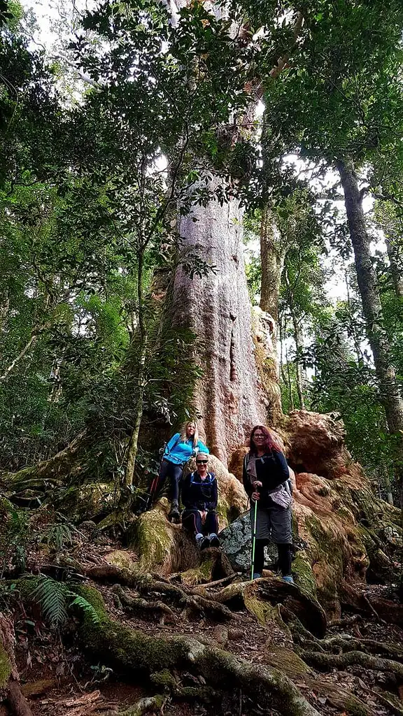 Rainforests of Lamington Wilderness Tour from the Gold Coast