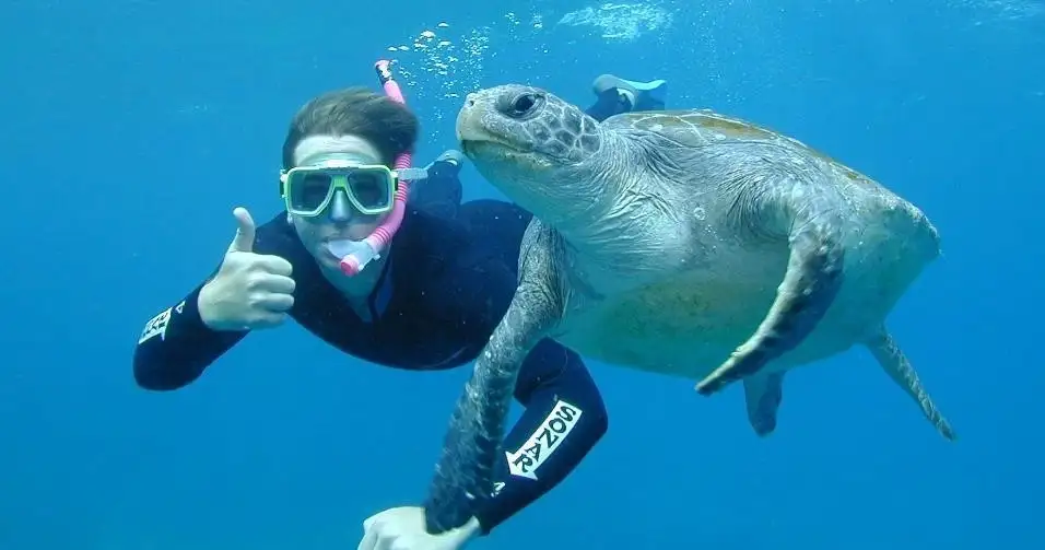 Snorkel Tour Of Julian Rocks Marine Reserve