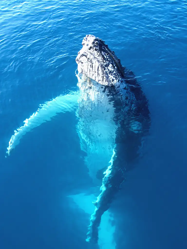 Whale Shark & Whale Watching Eco Tour - Ningaloo Reef (Aug-Oct)