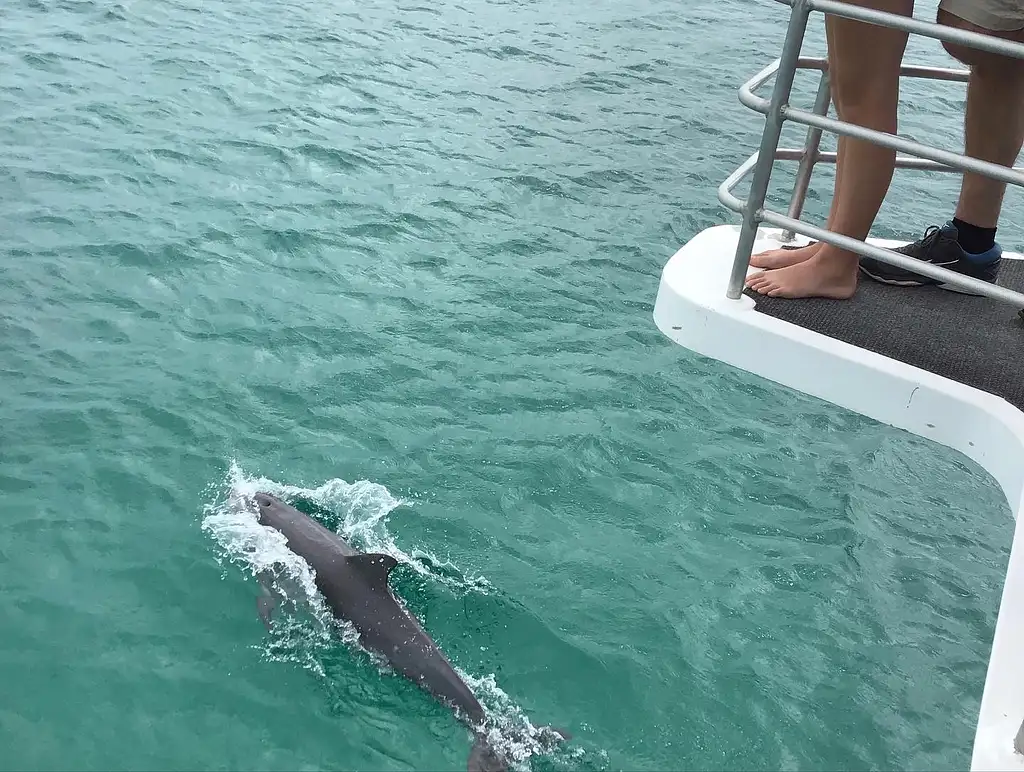 Jervis Bay Dolphin Cruise