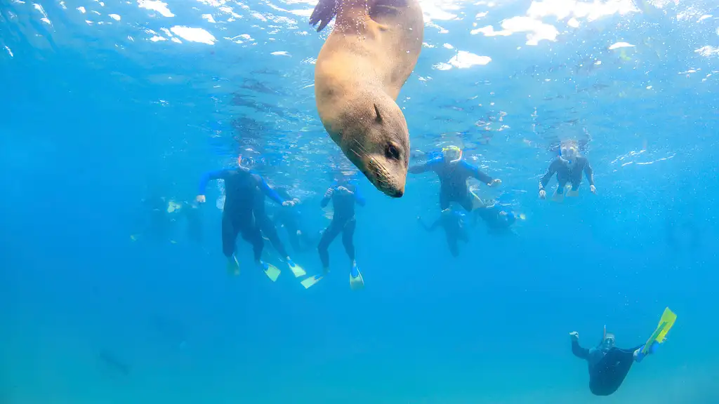 2 Hour Snorkel and Swim with Seals