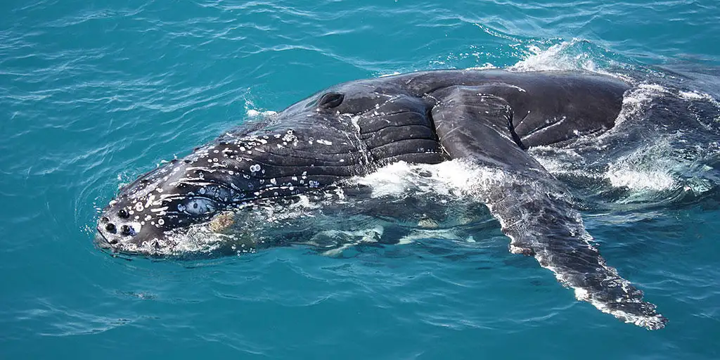 Whale Watching & Sunset Cruise | Broome