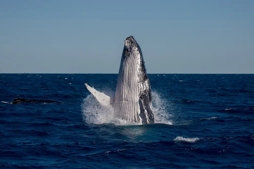 Hervey Bay Ultimate Whale Watch EcoTour (guaranteed sightings start 15 Jul - 9 Oct 2025)