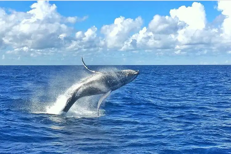 Whale Watching Day Cruise with option to upgrade to Wild Dolphin Feeding | Moreton Island