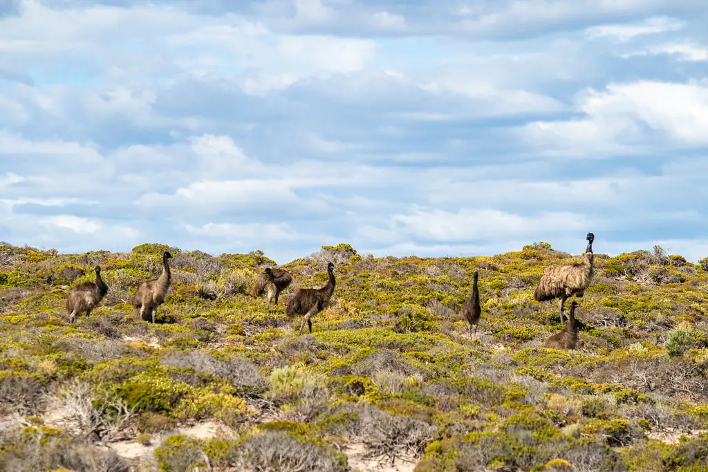 Wildlife, Sightseeing & 4WD Tour | Port Lincoln