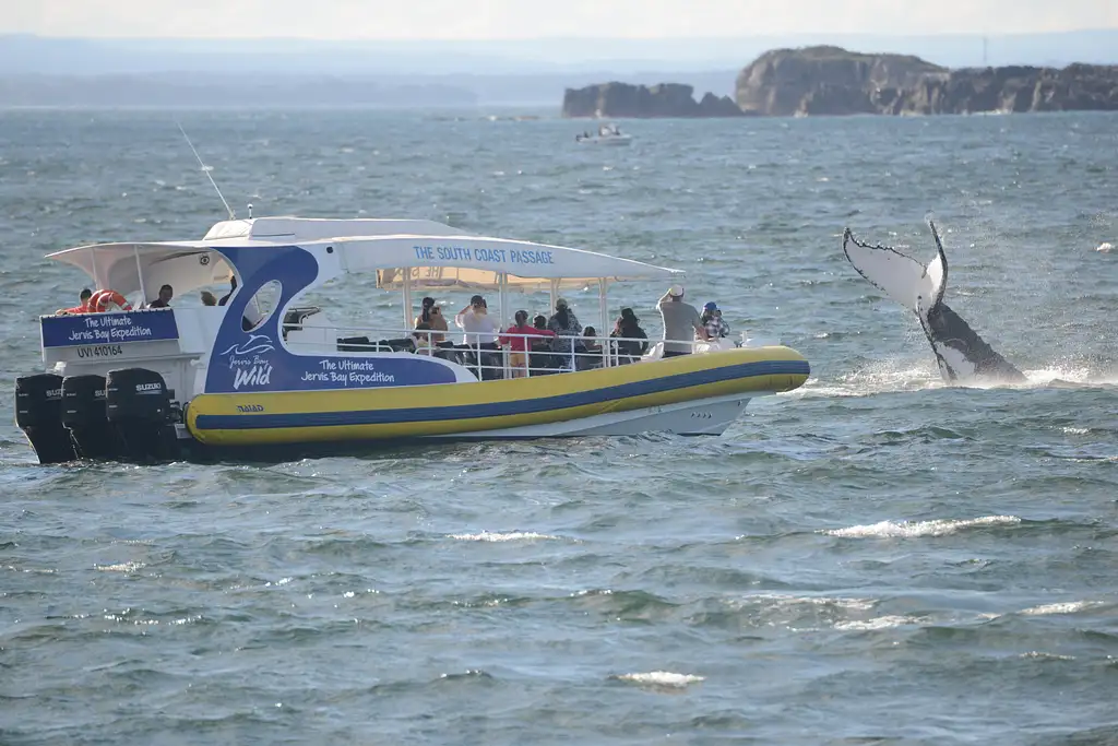 Jervis Bay Whale Watching Tour