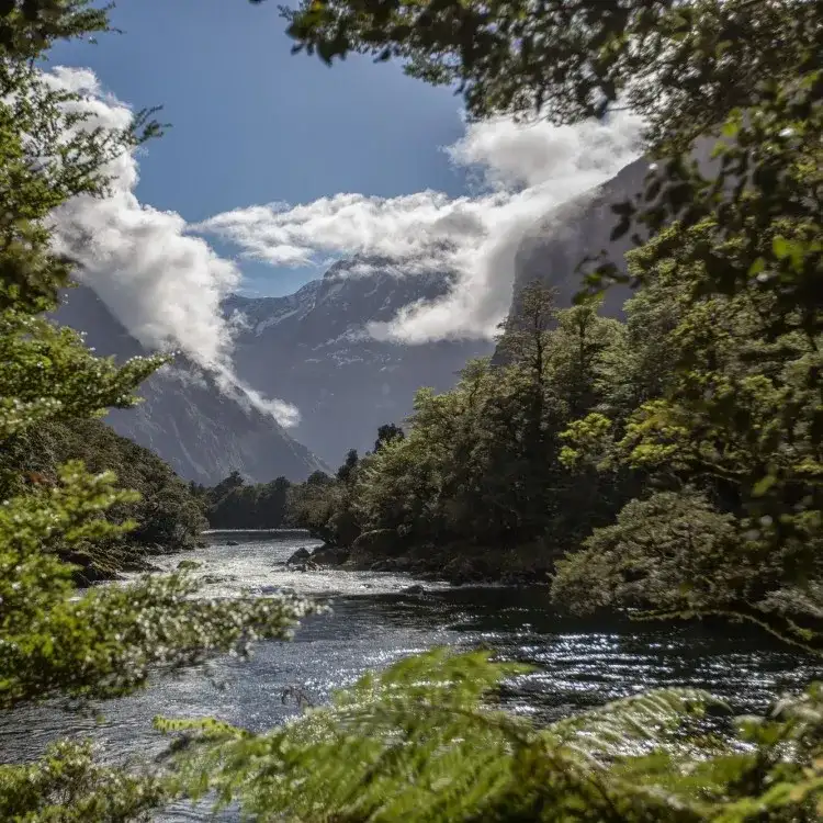 Milford Sound Cruise & Milford Track Walk