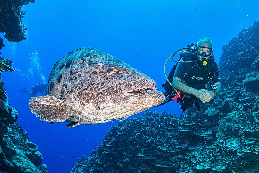 7 Night Liveaboard Dive Trip | Cod Hole & Ribbon Reefs | Great Barrier Reef