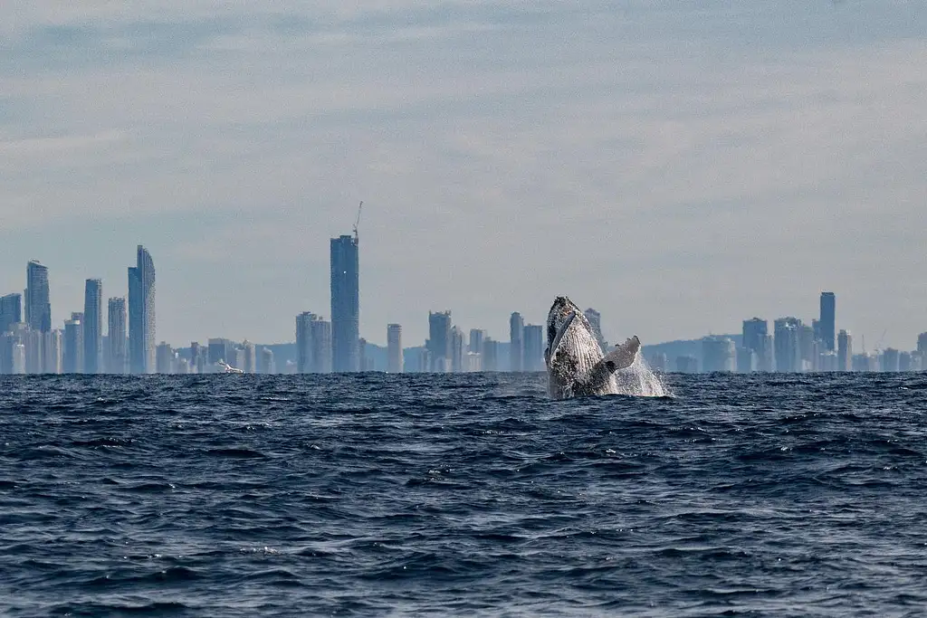 Swim with Whales | Gold Coast